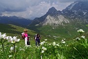 58 Anemoni narcissini con vista in Cima di Val Vedra e Corna Piana